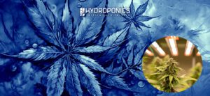 Guia Passo a Passo para o Cultivo Indoor com Luzes LED: Dicas e Recomendações