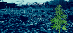 Come Fare Talee di Cannabis all’Esterno: Guida Completa