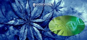 Génotype et phénotype de la marijuana : caractéristiques génétiques et visibles étudiées