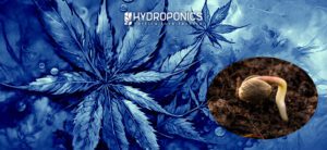 Étapes à suivre après la germination des graines de cannabis