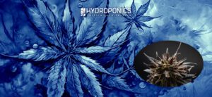 Marijuana Nera: Varietà, Usi e Benefici