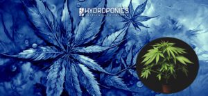 Microcultivo cannábico: ¡Todo sobre el cultivo en espacios reducidos!