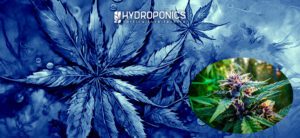 Preguntas Frecuentes sobre el Cultivo de Plantas Autoflorecientes de Marihuana
