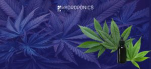 Relaxant musculaire au CBD : découvrez la puissance du cannabidiol