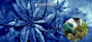 Excesso de Fertilização em Plantas de Canábis: Causas e Métodos para Preveni-lo