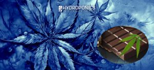 Cómo Preparar una Tableta de Chocolate con Marihuana: Receta y Consejos