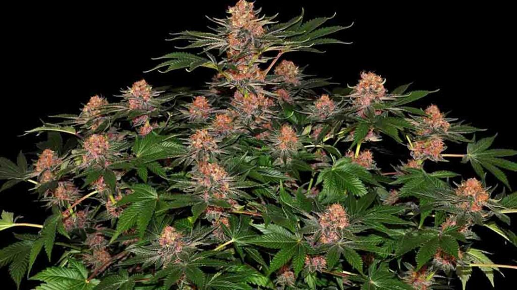 Plantas Autoflorecientes de Marihuana