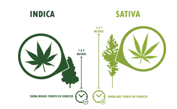 Génotype et phénotype dans la marijuana