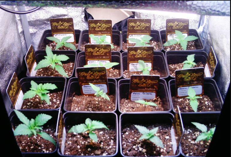 microculture de cannabis