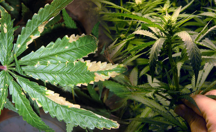Sobrefertilización en Plantas de Marihuana