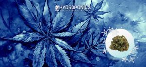 How to Freeze Marijuana and What It Is Used For