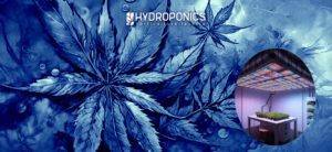 How Many LED Lights and How Many Watts per Square Meter Should Be Installed in an Indoor Marijuana Grow?
