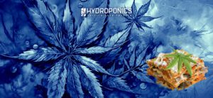 Marijuana Vegetable Lasagna Recipe: A Special Touch