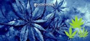 Modèle de croissance des feuilles de marijuana : variétés et caractéristiques