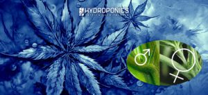 How to Identify the Sex of Marijuana Seeds: Male or Female