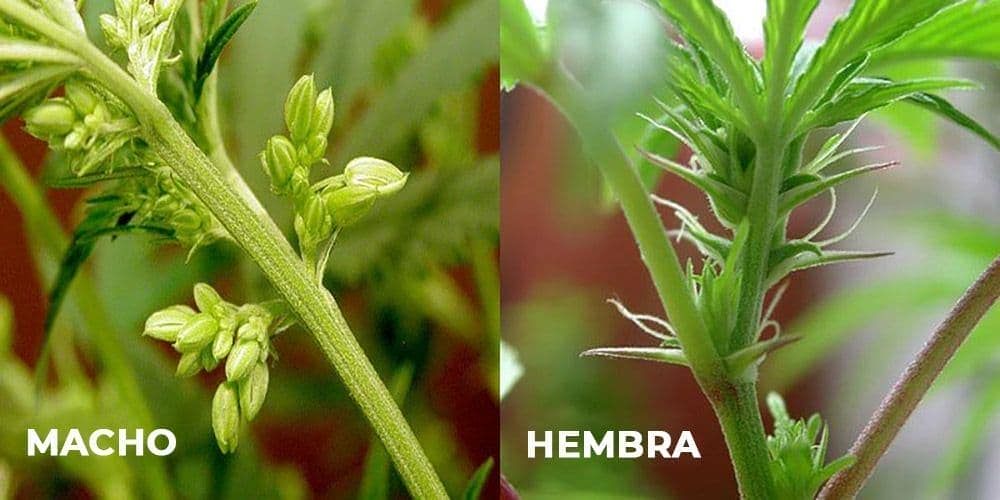 Sexo de las Semillas de Marihuana