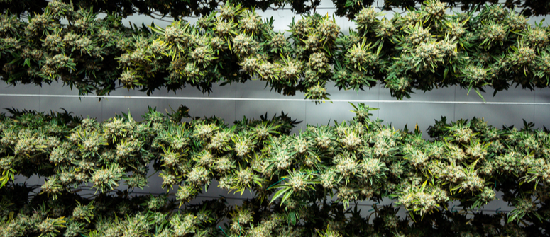marijuana drying