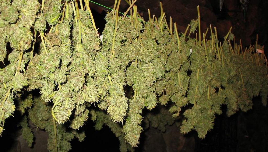 Secado de Marihuana