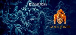 Gold Joker of Agriculture for the Marihuana Plant Flowering Stage