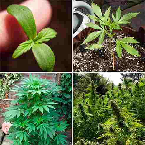 How to use liquid fertilizer and when to use it