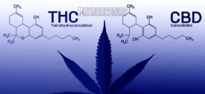 Différences entre le CBD et le THC