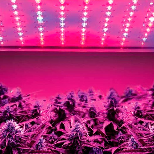 winter cultivation