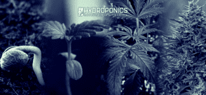 Planning Your Marijuana Crop: From Seed to Harvest