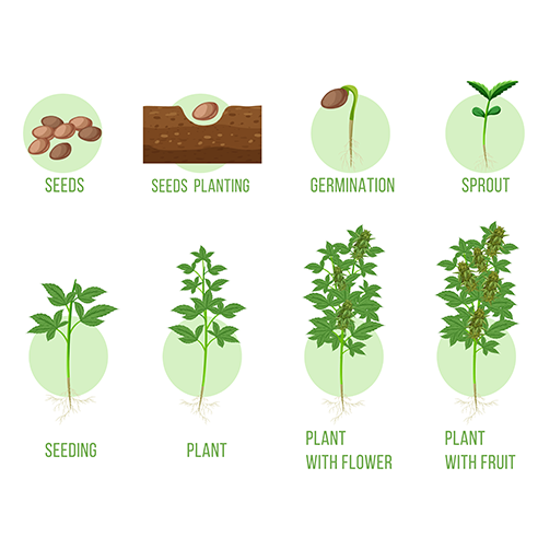 From the Seed until the Harvest