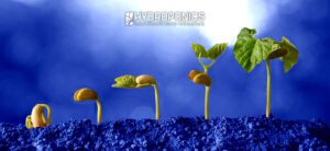 Common mistakes in seed germination and how to avoid them