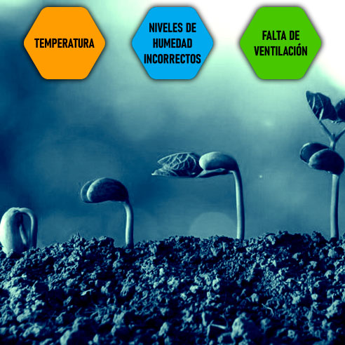 Germinar sementes de cannabis