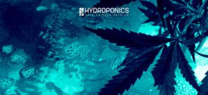 L&rsquo;importance du pH dans les engrais pour les cultures hydroponiques
