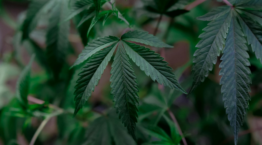 Hoja de marihuana