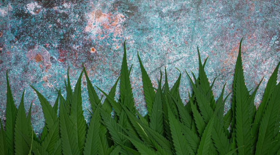 Hoja de marihuana