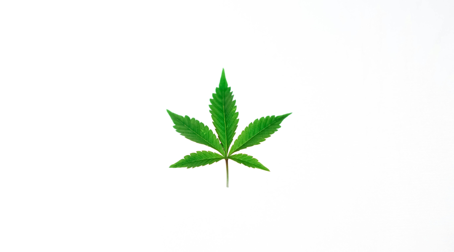 Hoja de marihuana