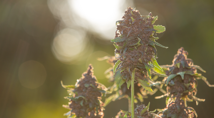 Cultivo de marihuana