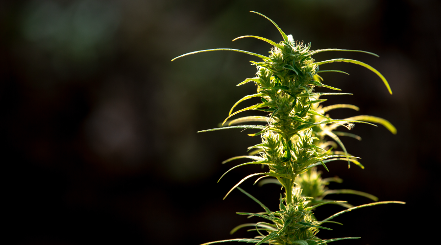 Sexo plantas de cannabis