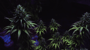 Tipos de plantas de maconha: sativa, indica e ruderalis, e suas propriedades distintas