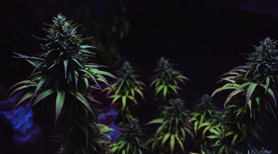 Tipos de plantas de marihuana