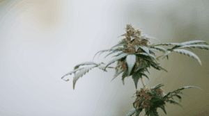 Como secar e curar suas plantas de maconha para preservar sua potência e sabor