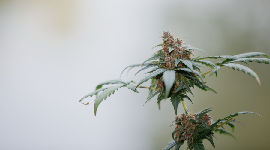 Cómo secar y curar tus plantas de marihuana
