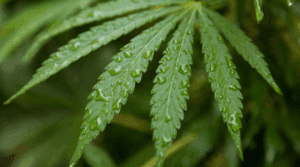 Plantas de marihuana autoflorecientes: características, ventajas y cuidados esenciales