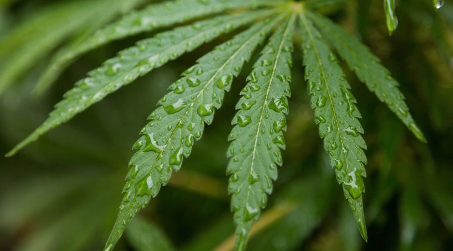 Planta de marihuana autofloreciente