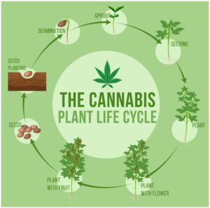 Ciclo crecimiento Cannabis