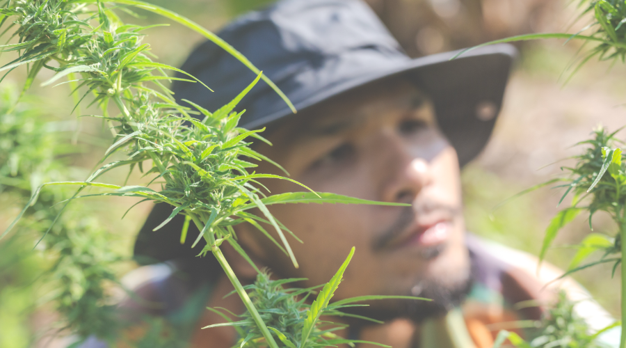 diferencias en morfología, cultivo y efecto de la marihuana