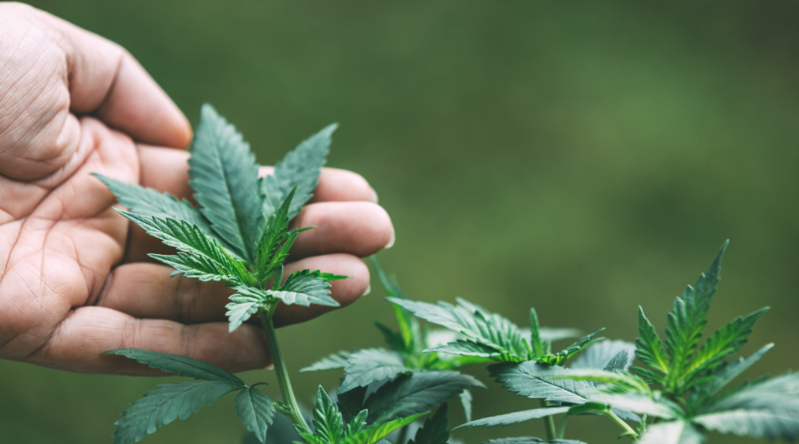Planta de marihuana guía semillas