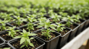 Guide complet de la culture en intérieur pour les cultivateurs débutants et avancés
