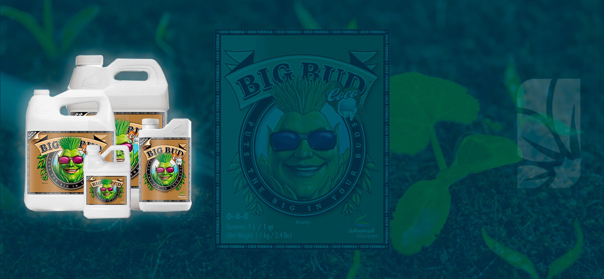 como se usa big bud coco