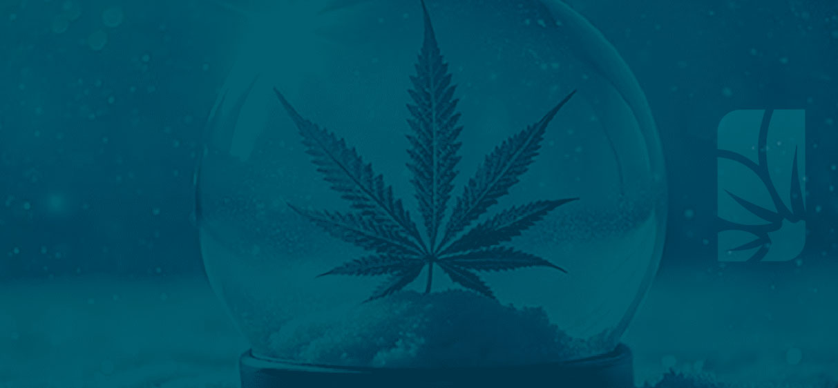 cultivar cannabis en invierno