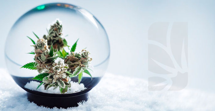 cultivar cannabis en invierno2