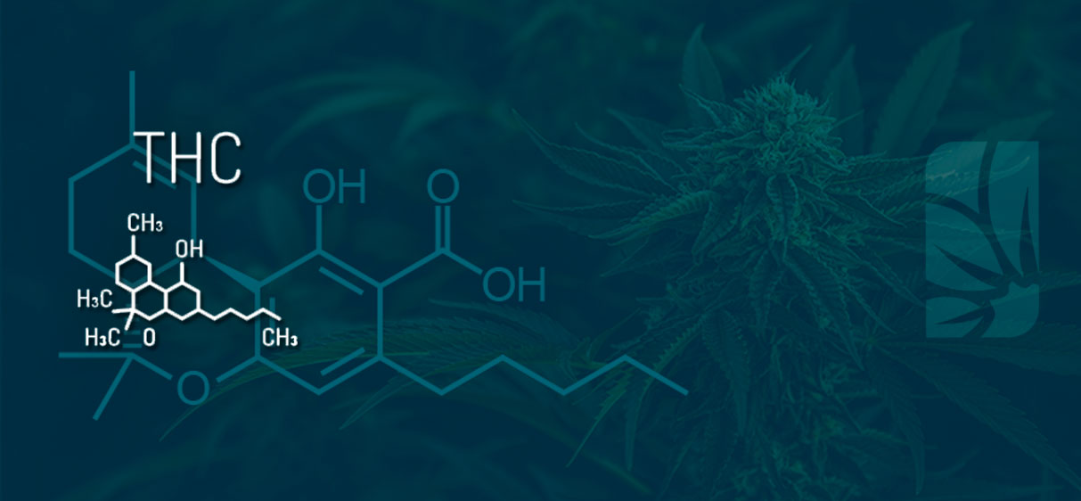 Qué es el THC presente en plantas de Marihuana